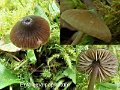 Entoloma papillatum-amf782